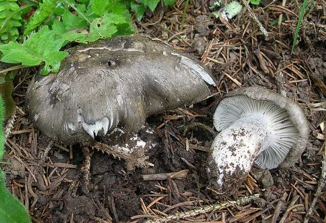 2005 :  Un anno di funghi
